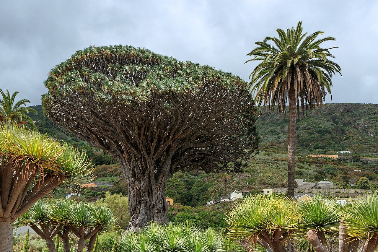 Parque del Drago auf Teneriffa: Preise, Tickets und Infos