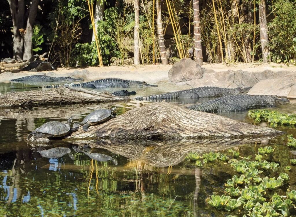 Eine Oase der Artenvielfalt: Die Anfänge und die Vision des Loro Parque