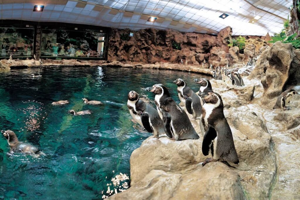 🐒 Loro Parque: Ein tiefes Eintauchen in die Tierwelt