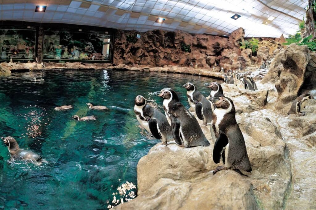 Ein Herz für den Artenschutz: Die Loro Parque Fundación