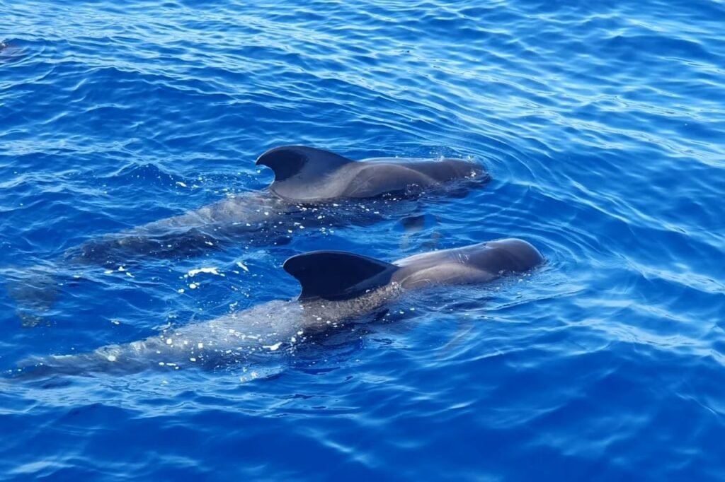 Die faszinierenden Arten, die Ihr entdecken könnt