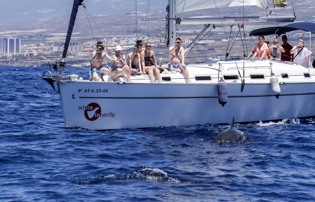 Delfin- & Whale Watching auf Teneriffa