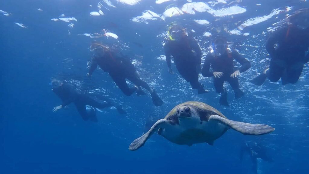Kajakfahren in Teneriffa: Schildkröten, Delfinen und Schnorcheln