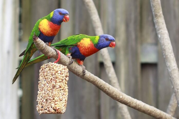 Elegantes Loro Parque Tickets Ebenbild